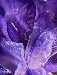 Violet Leaf