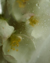 Wild Myrtle